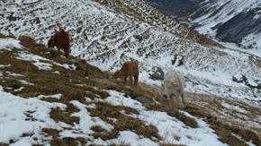 09 Vaches pas frileuses 09 Vaches pas frileuses